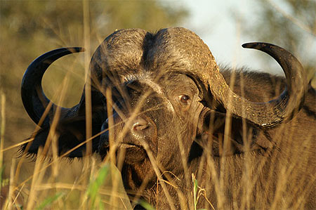 Buffle