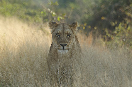 Lionne