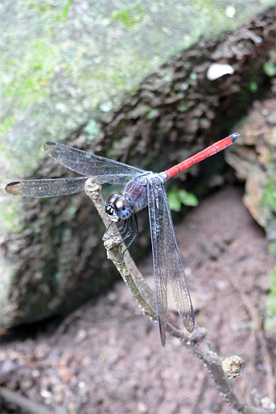 Libellule � Angkor