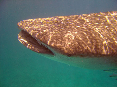 Requin baleine