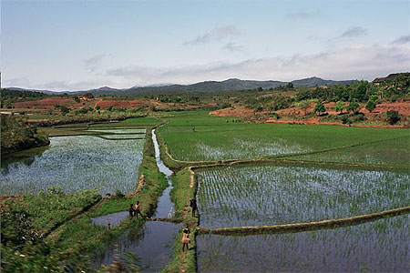 La riziculture irrigu�e
