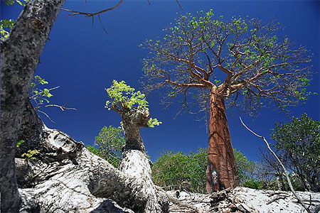 Baobab � peau rose