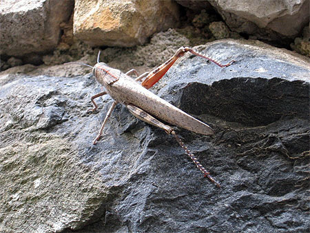 Jimminy Cricket