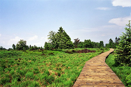 Le chemin des fagnes