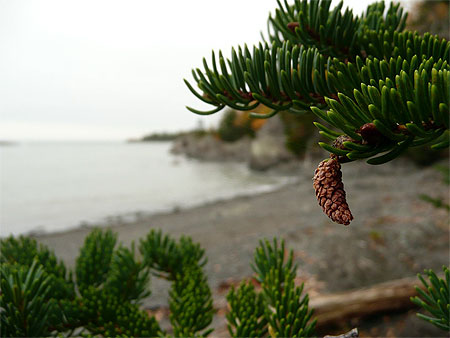 Pomme de pin