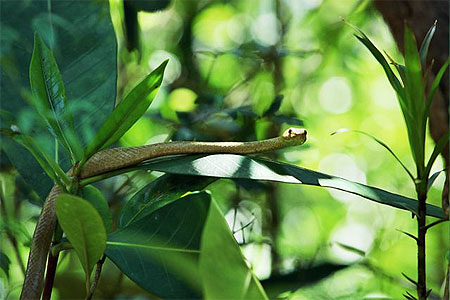 Le livre de la jungle...