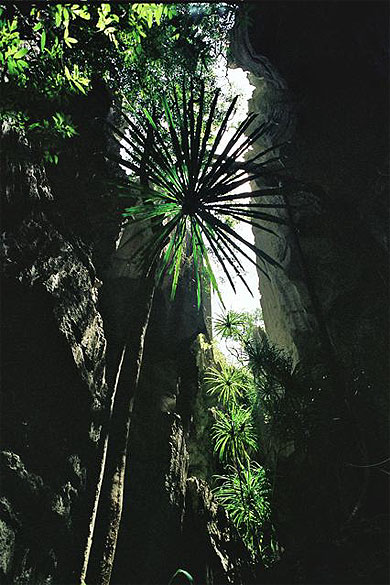Au fond des canyons, la vie s'essaye � la p�nombre...