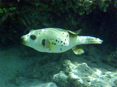 Fugu