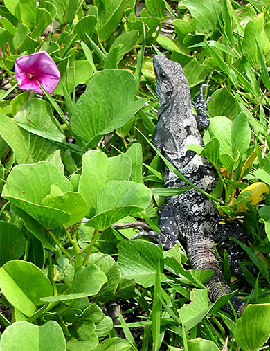 Iguane 