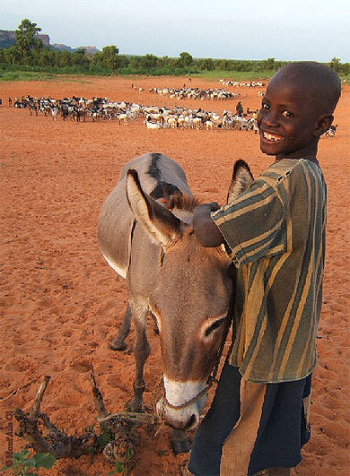 Berger � Ende, Pays Dogon