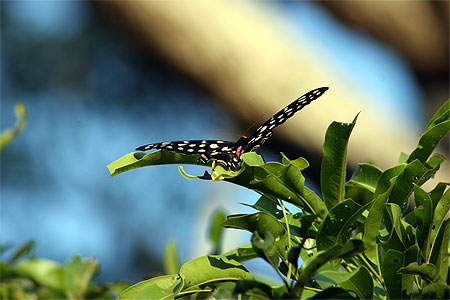 Papillon magnifique de Madagascar