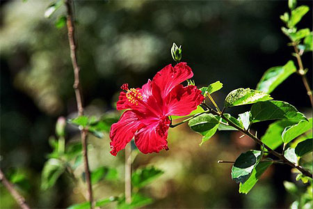 Rose de Chine...