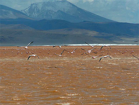 Flamants roses de la laguna colorada