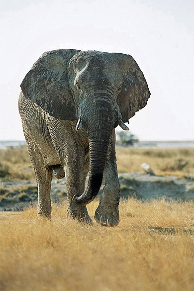 El�phant solitaire � Etosha