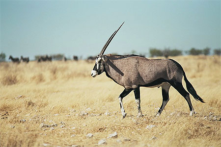 Oryx