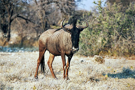 Gnou � Etosha