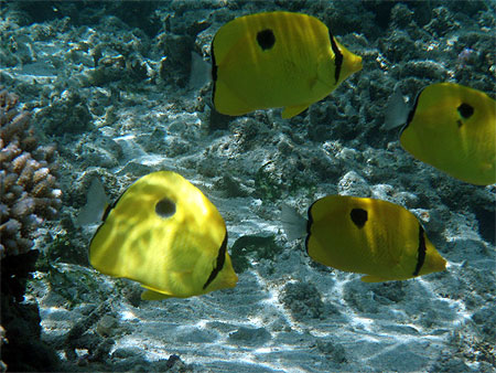 Poissons papillon