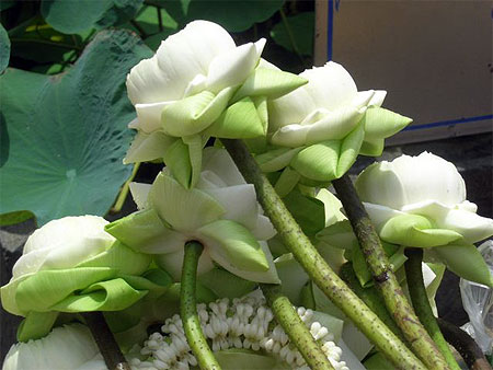 Fleurs