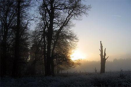 Brouillard dans l'Hertogenwald