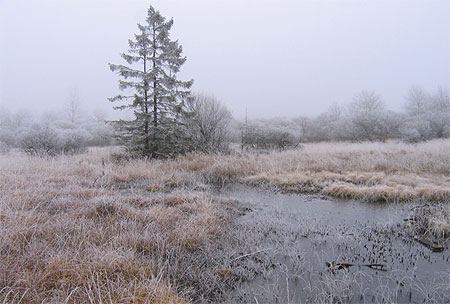 Hiver en fagnes