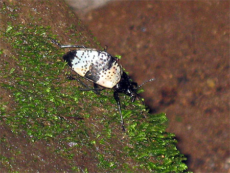 Insecte