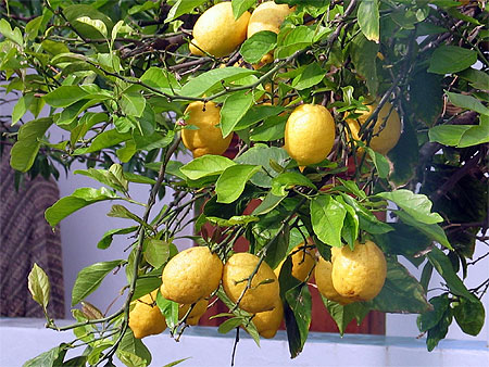 Citrons