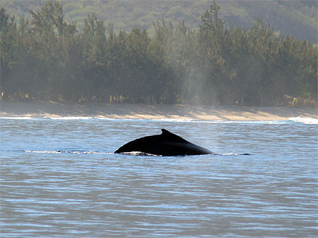 Baleine
