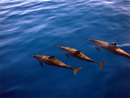 Dauphin
