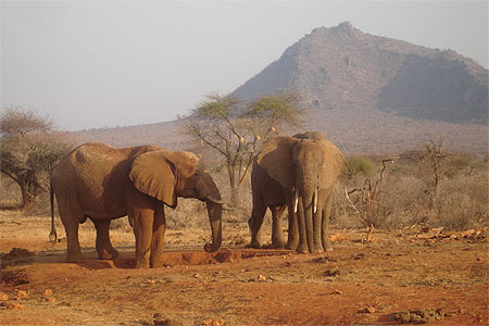 El�phants 