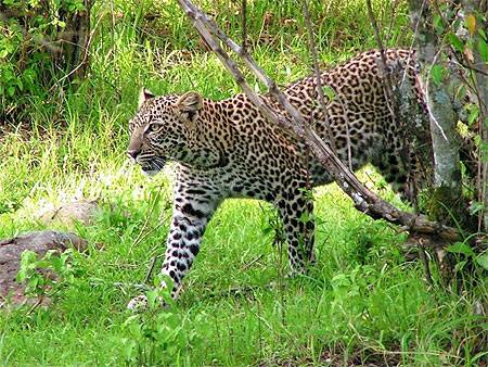 L�opard du Masai Mara