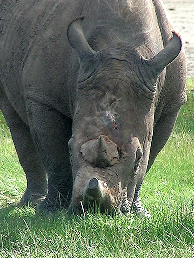 Rhinoc�ros noir du lac Nakuru