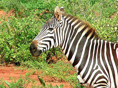 Z�bre du Tsavo Est