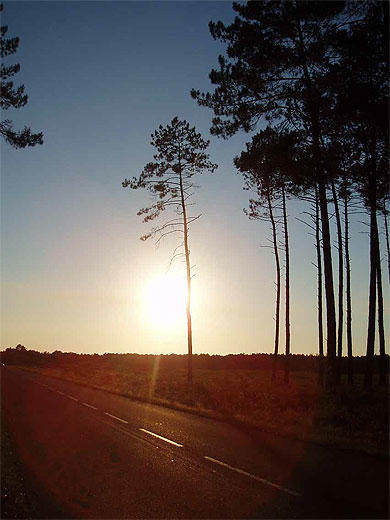 Route landaise