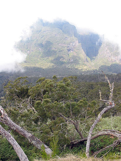 Les tamarins dans le brouillard