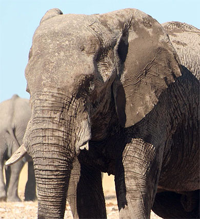 El�phant � Etosha