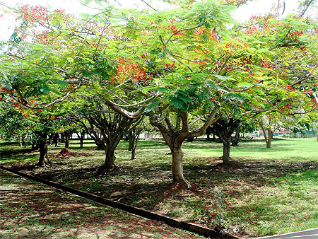 Orgueils de chine dans les jardins de l'hotel Pr�sident