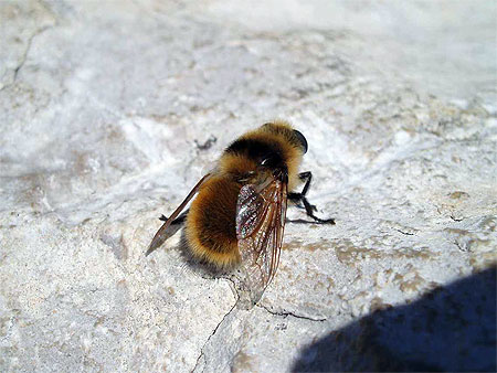 Bzzz