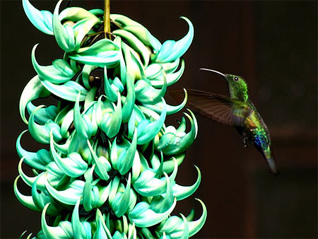 Colibri Falle-vert sur Liane de Jade