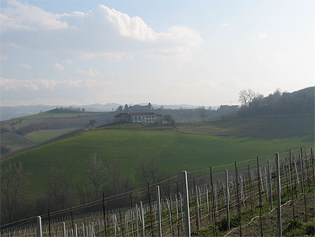 Vigne en hiver