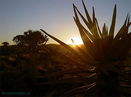 Coucher de soleil a Quivertree Forest