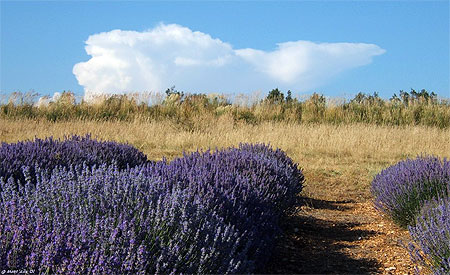 Lavandes et cumulus, pr�s de Babnon (84)