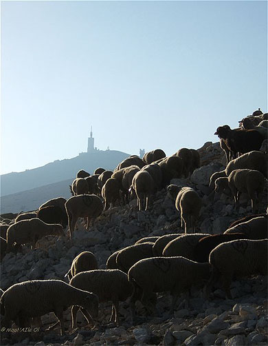 Mont�e au Ventoux, face Sud