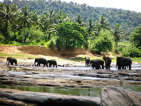 Bain des �l�phants