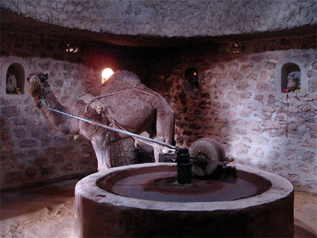 Dromadaire huileur