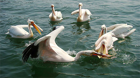 P�licans � Walvis Bay
