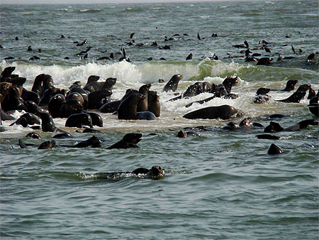 Colonie d'otaries � fourrure
