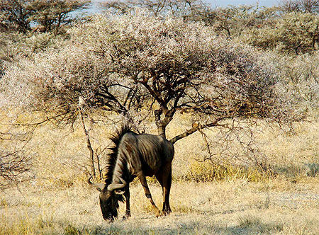 Gnou � Etosha