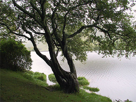 Arbre de contes et l�gendes