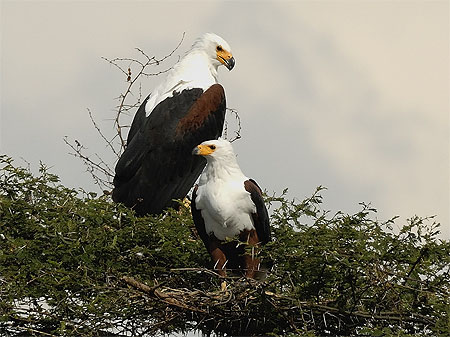 Fish Eagle