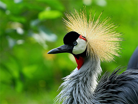Crested Crane